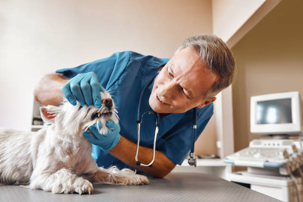 Best Chipped Tooth Repair Near Me  in Bloomingdale, NJ